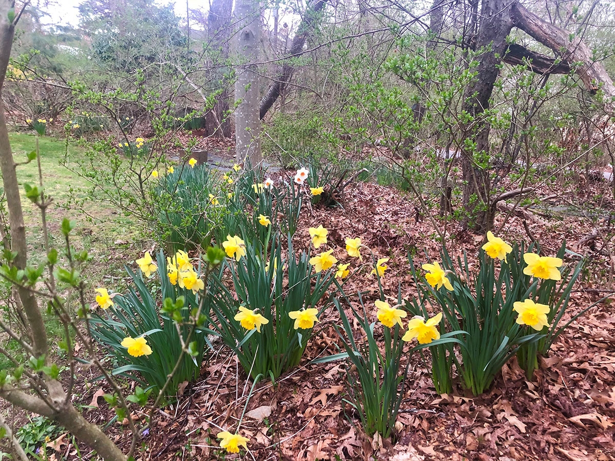 A spray of yellow and white daffodils appear growing out of a carpet of leaves