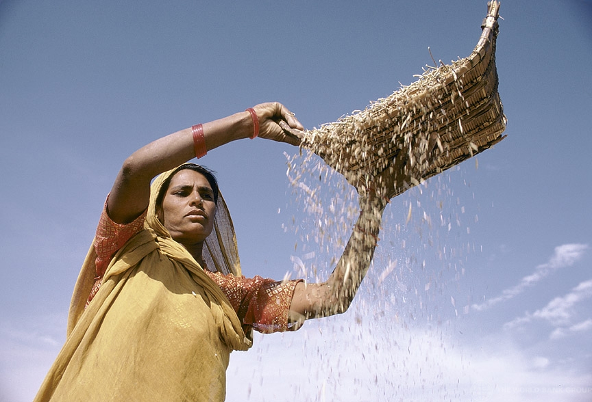 Sifting grain. India. (Ray Witlin / World Bank)