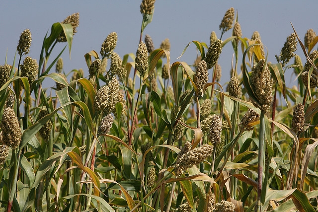 Wheat crop, India. (Simone D. McCourtie/World Bank/Flickr)
