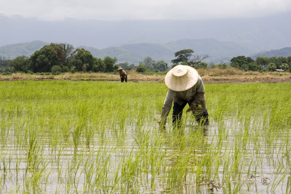 Farmers plant rice in Thailand. (♥siebe ©/Flickr)