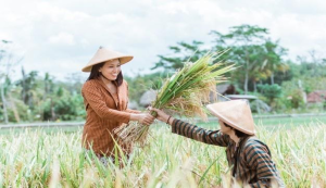 Happy farmer in harvest day in Vietnam- Image: freepik.com