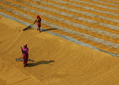 india crop field-pexels-dibakar roy
