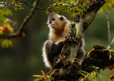 Snub-nosed monkey. (Xi Zhinong)