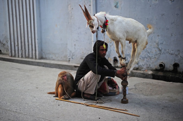 An illegal street performer coaxes a goat to perform for children in the Sadiq Abad neighbourhood, Rawalpindi, Punjab province Pakistan on November 1, 2010.