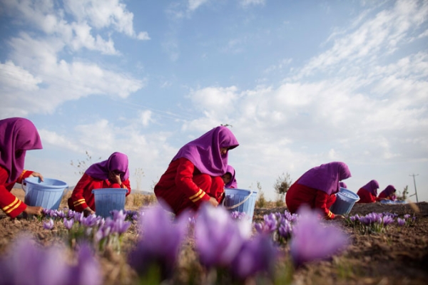 Afghan workers pluck saffron flowers on a farm on November 09, 2010 in Herat, Afghanistan.
