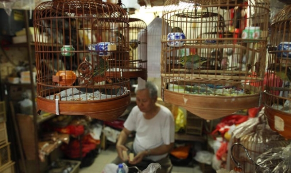 Bird cages hang above a man in his stall at a bird market in Hong Kong on November 18, 2010.
