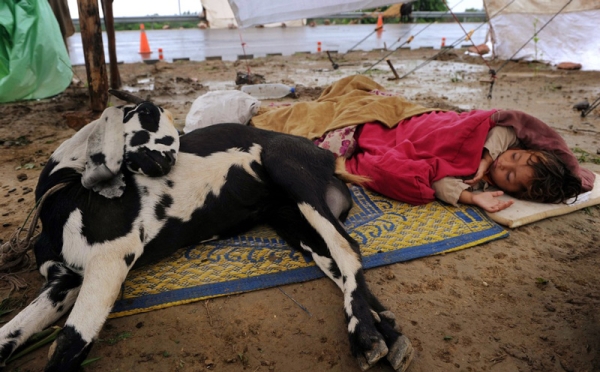 A young flood survivor sleeps with her goat at a roadside tent camp in Nowshera on August 7, 2010. (A. Majeed/AFP/Getty Images)