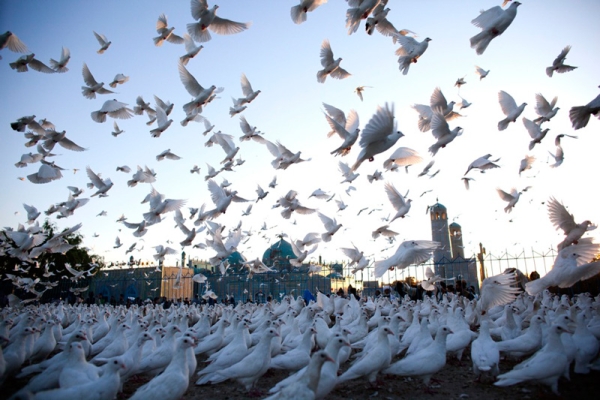 Pigeons flew at the Blue Mosque in Mazar-e-sharif, Afghanistan a day before the parliamentary election on Sept. 17. Security was crucial as Afghanistan&apos;s second parliamentary election was scheduled for Sept. 18, with about 2,500 candidates contesting the 249 seats in Afghanistan&apos;s Wolesi Jirga, or lower house of parliament.  (Majid Saeedi/Getty Images)
