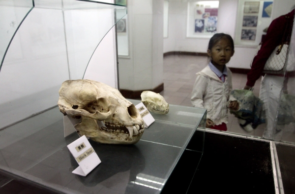A child walks past a display containing the skull of a black bear and red panda, in Chengdu, China in 2011. (Sean Gallagher) 