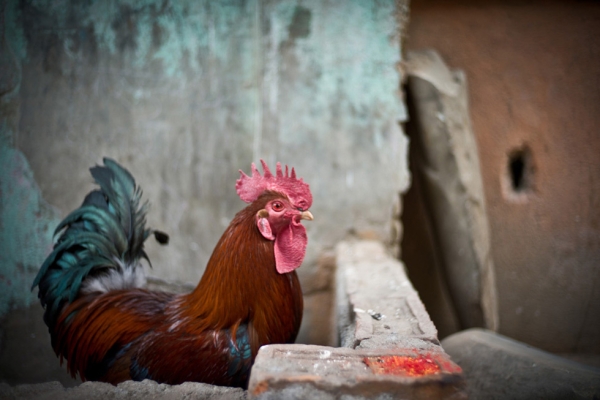 A chicken from the village of Chapagaon, a common sight in the streets of Nepal. (Garry Waller)