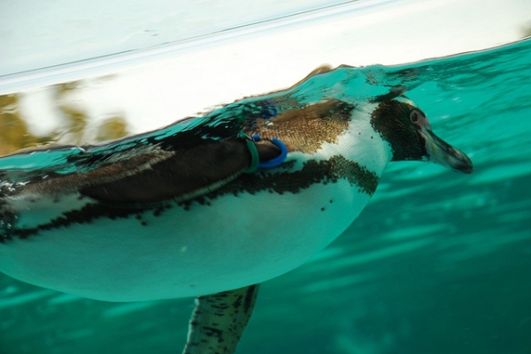 A Humboldt penguin in Tokyo Sea Life Park, Japan, photographed on January 29, 2011. (minoir/Flickr)