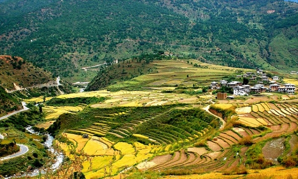 Sloping fields of rice dot the countryside in Bhutan on May 14, 2012. (Mandala Travel/Flickr)