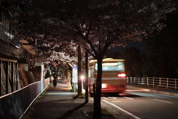A bus leaves the stop under a row of cherry trees in Japan on April 12, 2012. (halfrain/Flickr)