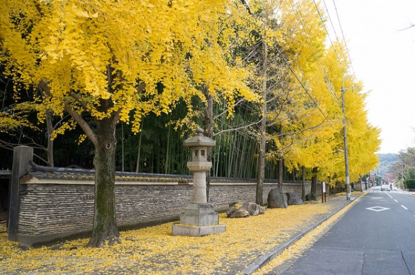 Bright yellow leaves fall from the autumn trees on this grey street in Kyoto, Japan on November 28, 2012. (genpi215/Filckr)