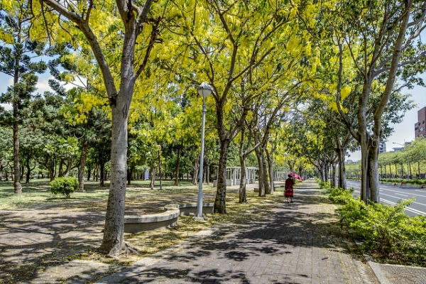 An early morning promenade under a canopy of ginko trees in Tainan City, Taiwan on May 31, 2012. (Yu-Jen Shih/Flickr)
