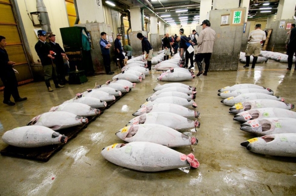 Buyers bid on expensive frozen tuna in Tsukiji Fish Market in June 2010. (Shawn Heinrichs/Blue Sphere Media)