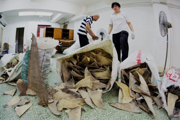 Bags of shark fins are dumped and sorted in a shark fin traders' warehouse in Hong Kong in June 2011. (Shawn Heinrichs/Blue Sphere Media)
