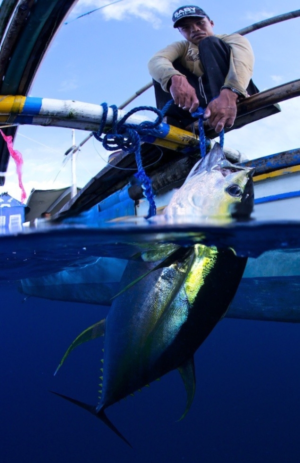 A handline fisherman pulls in a 50-kilogram yellowfin tuna in Sangihe, Indonesia in January 2012. (Shawn Heinrichs/Blue Sphere Media)