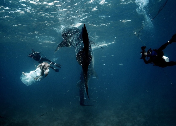 Photographers Shawn Heinrichs and Kristian Schmidt photograph Hannah Fraser dancing with a whale shark in Oslob, Philippines in November 2012. (Taro Smith)