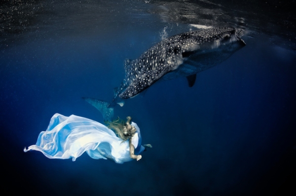 Underwater model Hannah Fraser poses in long flowing fabrics with a magnificent whale shark in Oslob, Philippines in November 2012. (Shawn Heinrichs/Blue Sphere Media)