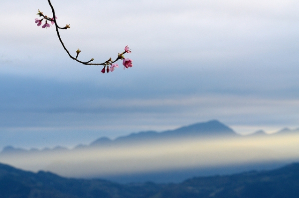 A branch full of blooms set against the backdrop of mountains in Taiwan on February 14, 2013. (MaxChu/Flickr)