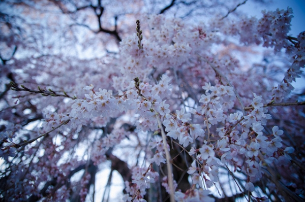 A tree branch staggers under the weight of beautiful pink blooms in Fukushima, Japan on April 13, 2013. (shin--k/Flickr)