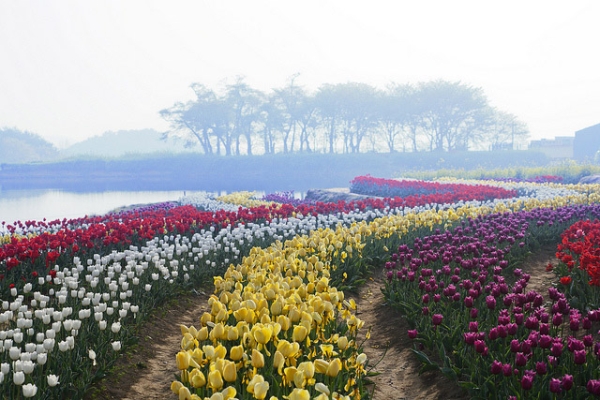 Meandering rows of tulips in vibrant colors in Gyeongsangnam-Do, South Korea on April 16, 2013. (khj11107/Flickr)