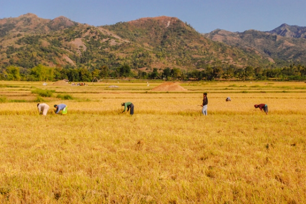 Farmers work in a field full of golden crops in San Joaquin, Philippines on April 1, 2013. (Eduardo S. Seastres)