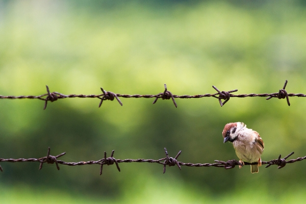 A sparrow looks down from its barbed-wire perch in Hong Kong on May 1, 2013. (See-ming Lee 李思明 SML/Flickr)