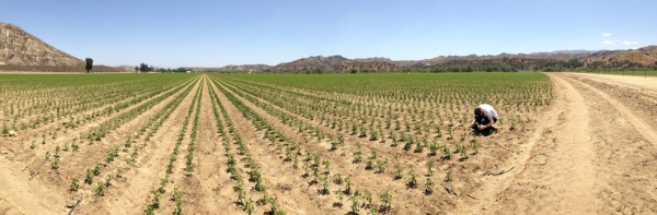One of the many massive fields in Piru, California, where these jalapeños are grown. Griffin Howard captures footage for his documentary. (Griffin Hammond)