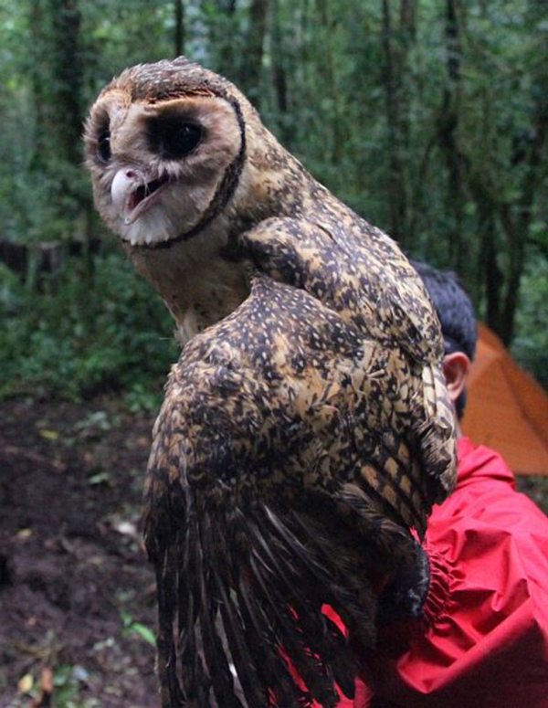 Seram Masked Owl, Indonesia. (Knud Andreas Jønsson)