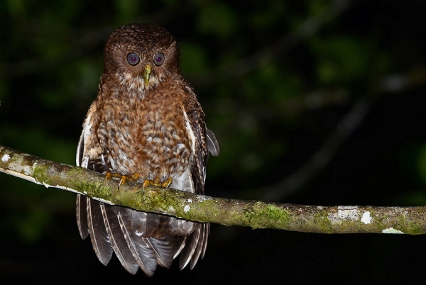 Camiguin Hawk Owl, Philippines. (Bram Demeulemeester)