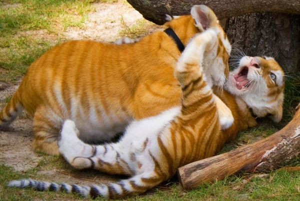 Golden tiger cubs fighting. Golden tigers are currently found only in captivity; their coloring is due to an extremely rare recessive gene. (John Tuggle/Flickr)