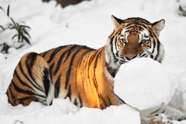 A tiger playing with snow at the Philadephia Zoo. (fPat Murphy/Flickr)