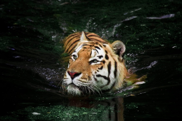 A tiger swimming at the Copenhagen Zoo. (Sune Rievers/Flickr)