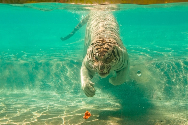 A white tiger swimming after meat. White tigers are a rare pigmentation variant of the Bengal tiger. (Austin Fausto/Flickr)