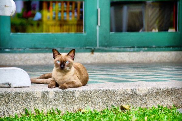 A cat sits poised with her piercing gaze in Hua Hin, Thailand on September 5, 2013. (Beam Borwonputtikun/Flickr)