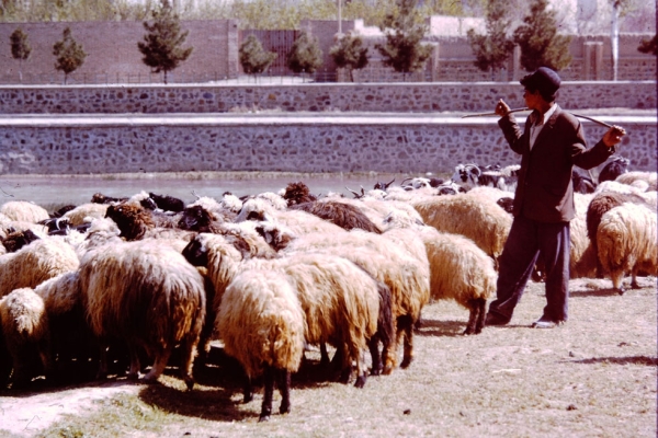 A flock of Persian sheep. Their bulbous tails store fat, making Persian lamb rich in taste and low in fat.