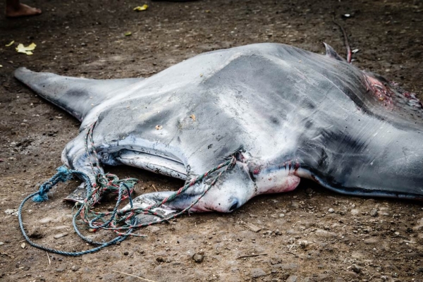 The body of a baby reef manta ray dropped in the street of the Tanjung Luar fish market. The baby manta was captured alive and, to keep it fresh, the fishermen tied nylon rope through its head and dragged it behind the boat — a slow and very painful death. (Shawn Heinrichs for WildAid/Conservation International)