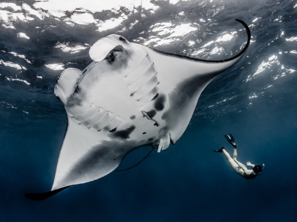 Indonesia, recognizing mantas as iconic marine creatures with incredible potential value for tourism, just declared the world's biggest manta sanctuary at 2.3 million sq. miles. (Shawn Heinrichs for WildAid/Conservation International)