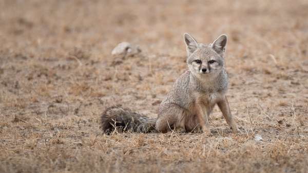 A fox sits still for a photograph in Jorbeer, India on February 2, 2014. (Sumeet Moghe/Flickr)