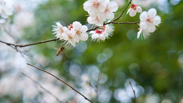 A bee hovers towards some blossoms on a tree in Zhejiang, China on March 11, 2014. (Peng AN/Flickr)