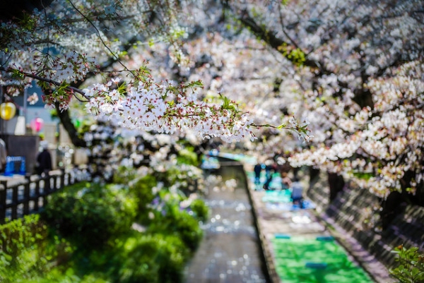 A path is canopied by cherry blossom branches laden with flowers in Tokyo, Japan on April 4, 2014. (Sach.S/Flickr)