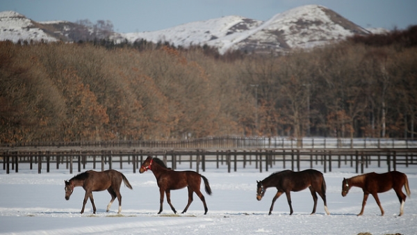 A line of horses follow each other out for a stroll in Abira, Japan on March 2, 2014. (MIKI Yoshihito/Flickr)
