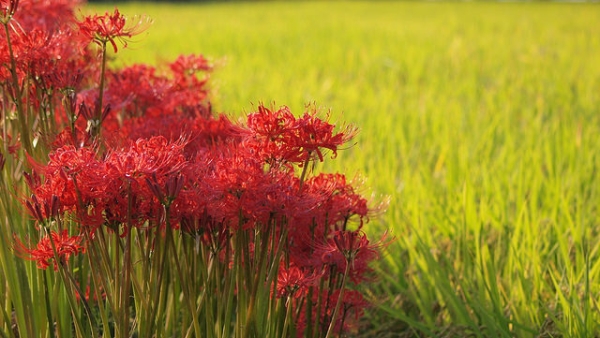 Red spider lilies line the edge of a rice field in Japan on September 23, 2014. (coniferconifer/Flickr)