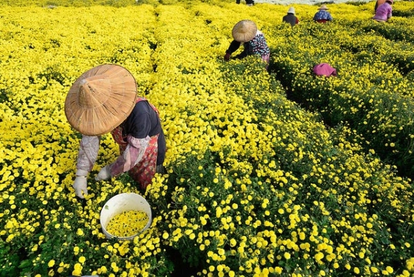 Flower pickers pluck blossoms from an endless field of blazing yellow chrysanthemums in Tongluo Township, Taiwan on November 16, 2014. (Max Chu/Flickr)