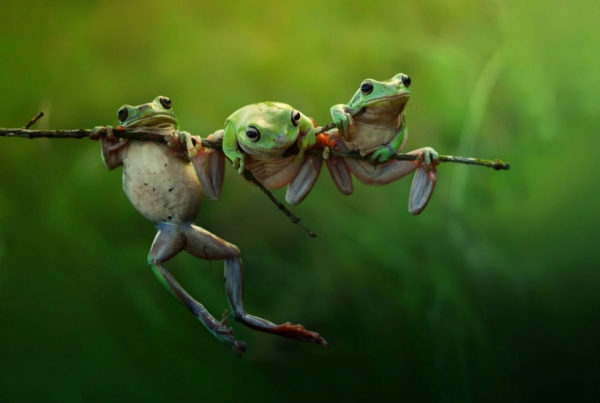 Frog story. © Harfian Herdi, Indonesia, Shortlist, Nature & Wildlife, Open, 2015 Sony World Photography Awards.