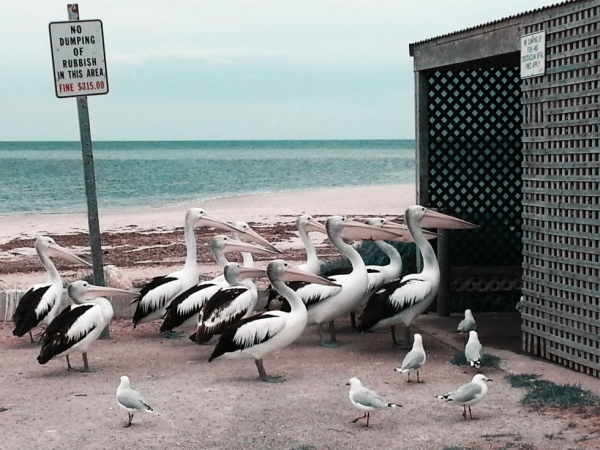 Pelican Feeding. Port Vincent, Yorke Peninsular, South Australia. © Melissa Little, Australia, Shortlist, Nature & Wildlife, Open, 2015 Sony World Photography Awards.
