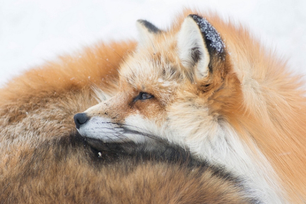 A red fox gazes pensively at the snow in Shiroishi-shi, Japan on February 15, 2015. (St Rv/Flickr)