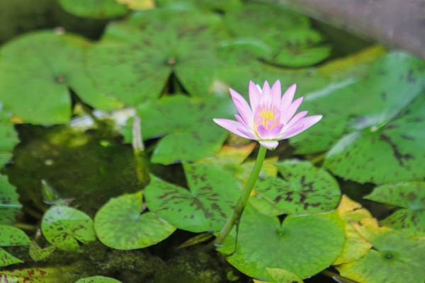 A lone lotus flower peeks through green lily pads in Singapore on April 18, 2015. (Mark Meng/Flickr)